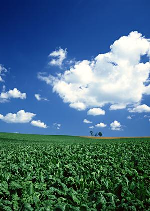 静岡県藤枝市で選ばれる家族葬と葬儀場の特徴とメリットを徹底解説｜富士葬祭 藤枝城南の安心・信頼のサービス